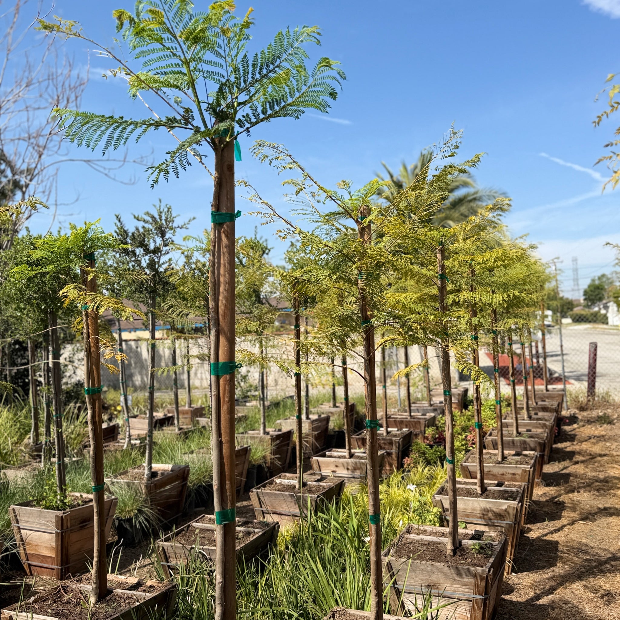 Jacaranda | C&J Gardening Center
