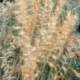 Chinese Fountain Grass - C&J Gardening Center