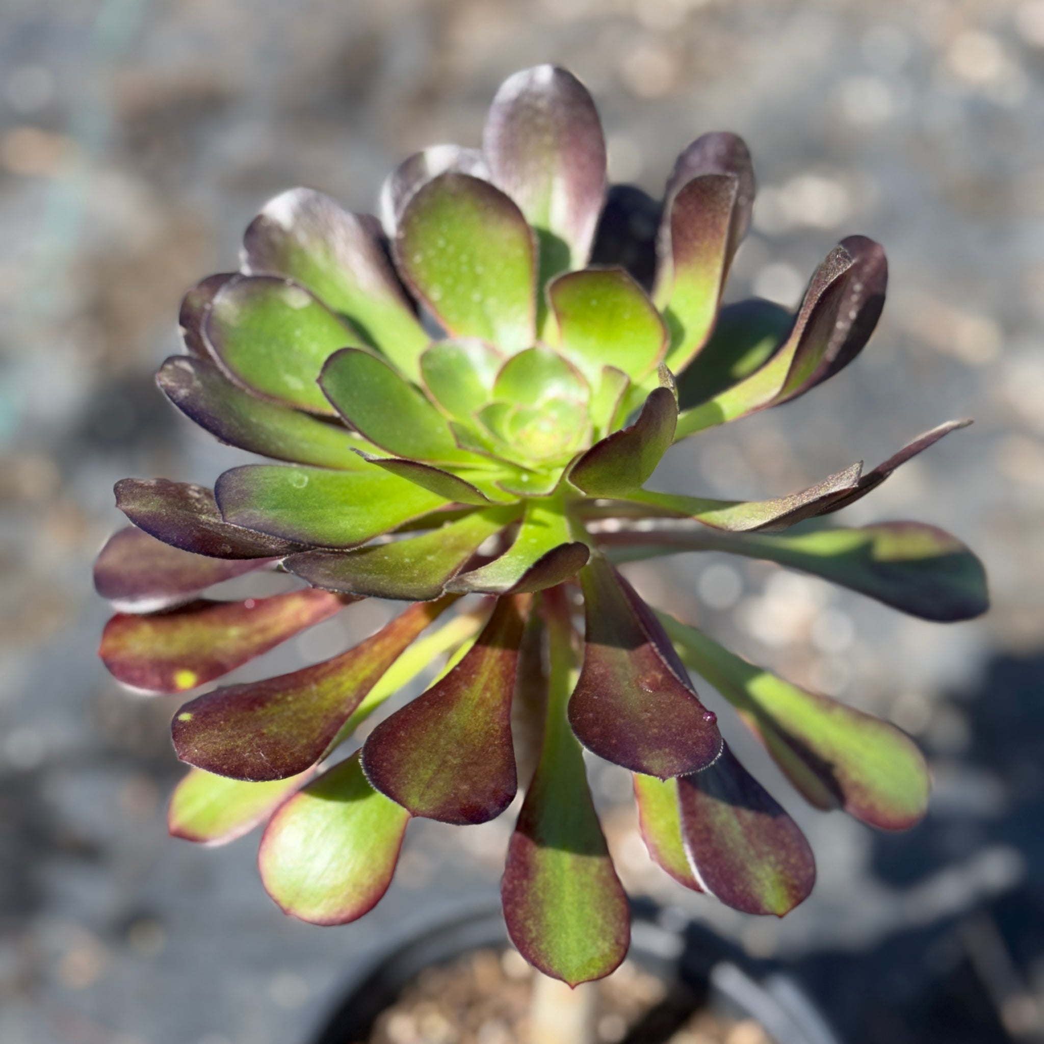 succulent with red stem Giant Red Aeonium