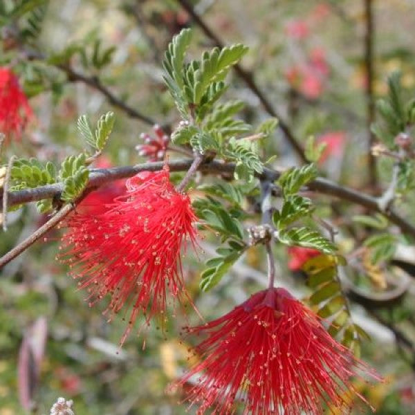 Bottlebrush Tree  C&J Gardening Center