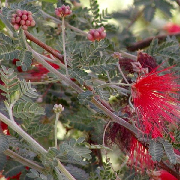 Baja Fairy Duster | C&J Gardening Center