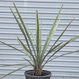 Banana Yucca - Yucca Baccata - C&J Gardening Center
