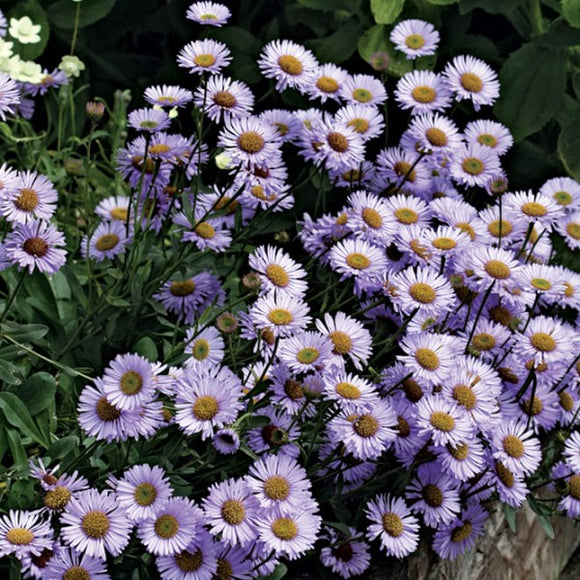 Beach Aster Wayne Roderick | C&J Gardening Center
