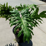 Big Leafed Philodendron - C&J Gardening Center