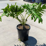 Big Leafed Philodendron - C&J Gardening Center