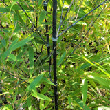 Black Bamboo - C&J Gardening Center