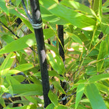 Black Bamboo - C&J Gardening Center