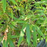 Black Bamboo - C&J Gardening Center