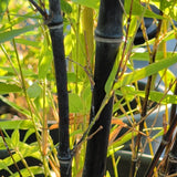 Black Bamboo - C&J Gardening Center