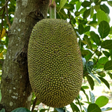 菠蘿蜜