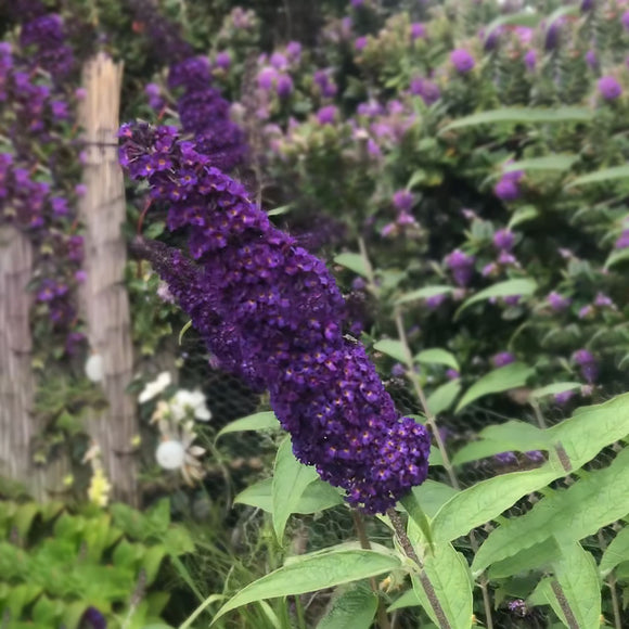 Dark Purple Butterfly Bush