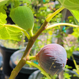 Black Mission Fig