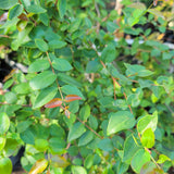 Black Surinam Cherry - C&J Gardening Center