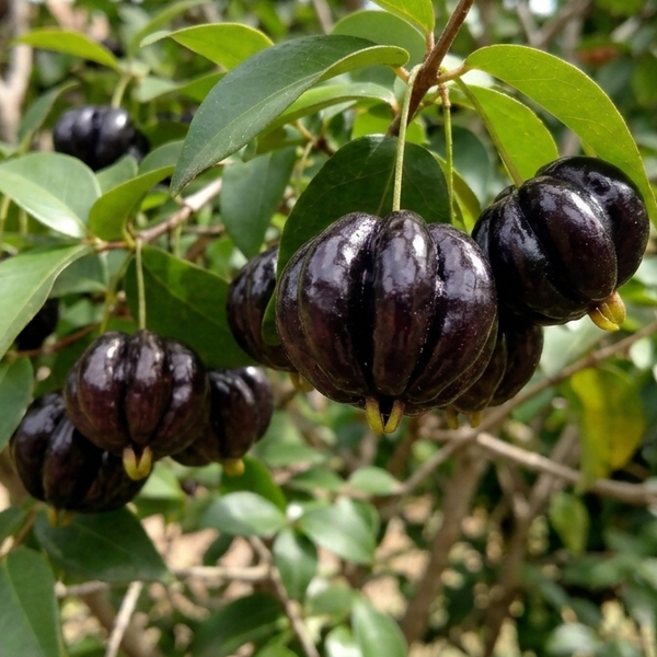 Black_Surinam_Cherry_gen_-