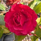 Blood of China Camellia - C&J Gardening Center