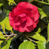 Blood of China Camellia - C&J Gardening Center