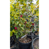Blood of China Camellia - C&J Gardening Center