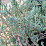 Blue Chip Creeping Juniper