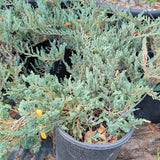 Blue Chip Creeping Juniper