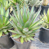 Blue Glow Agave - C&J Gardening Center