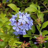 Blue Plumbago - C&J Gardening Center