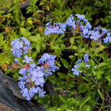 Blue Plumbago - C&J Gardening Center