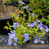 Blue Plumbago - C&J Gardening Center