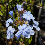 Blue Plumbago - C&J Gardening Center