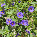 Blue Potato Bush - C&J Gardening Center
