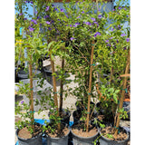 Blue Potato Bush - C&J Gardening Center