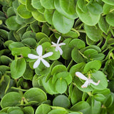 Boxwood Beauty Natal Plum
