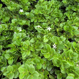 Boxwood Beauty Natal Plum