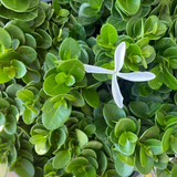 Boxwood Beauty Natal Plum - C&J Gardening Center