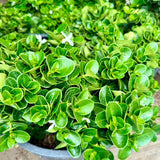 Boxwood Beauty Natal Plum - C&J Gardening Center