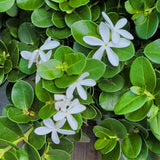 Boxwood Beauty Natal Plum - C&J Gardening Center