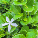 Boxwood Beauty Natal Plum - C&J Gardening Center