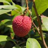 Brewster Lychee - C&J Gardening Center