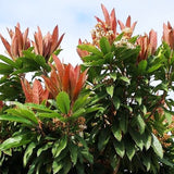 Bronze Loquat Fruitless