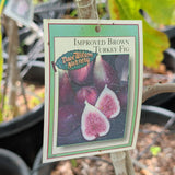 Brown Turkey Fig - C&J Gardening Center