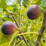 Brown Turkey Fig - C&J Gardening Center