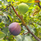 Brown Turkey Fig - C&J Gardening Center
