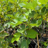 Brown Turkey Fig - C&J Gardening Center