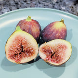 Brown Turkey Fig - C&J Gardening Center