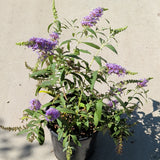 Butterfly Bush - C&J Gardening Center