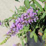 Butterfly Bush - C&J Gardening Center