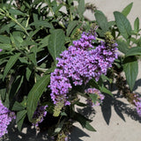 Butterfly Bush - C&J Gardening Center