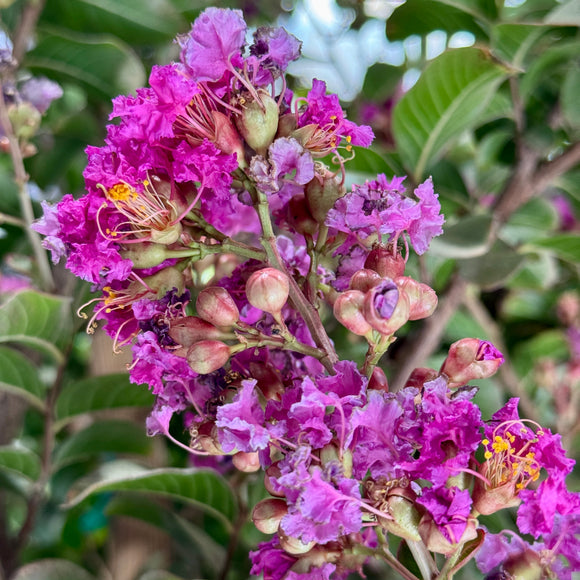 Purple Crape Myrtle