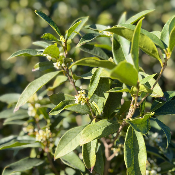 White Osmanthus Fragrans | C&J Gardening Center