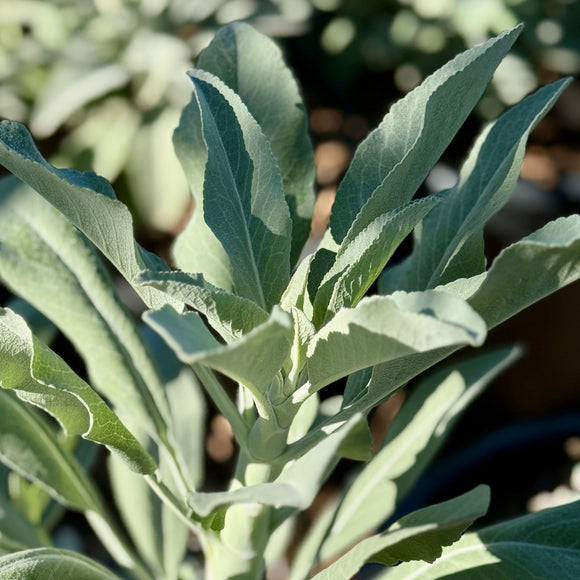 White Sage