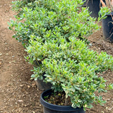 Variegated Mock Orange